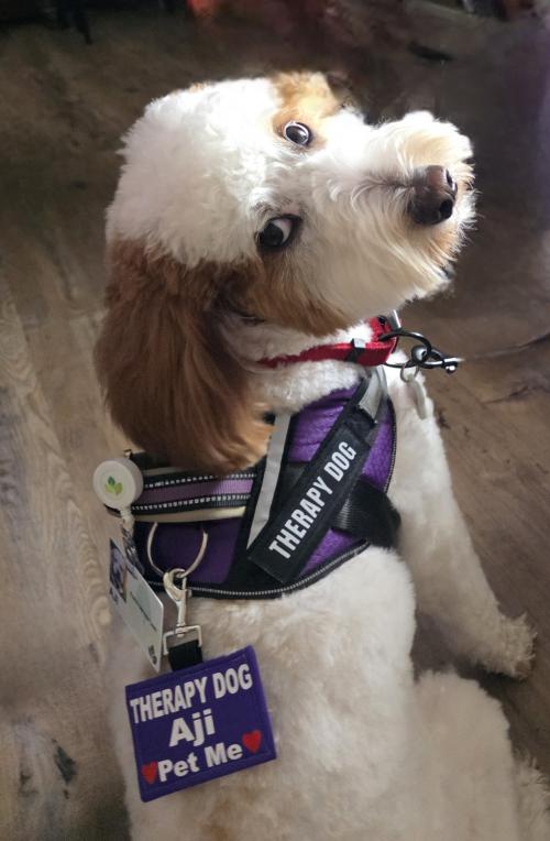 Aji is Elder Orphan Care's therapy dog